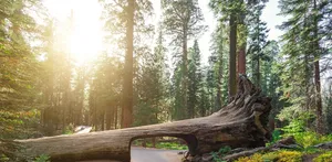 seqouia national park