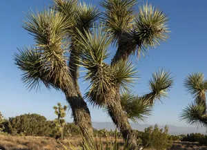 joshua threes verhaal